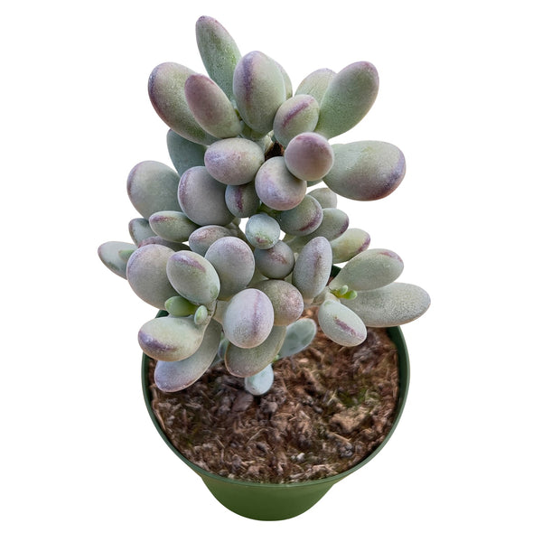 cotyledon-orbiculata-cv