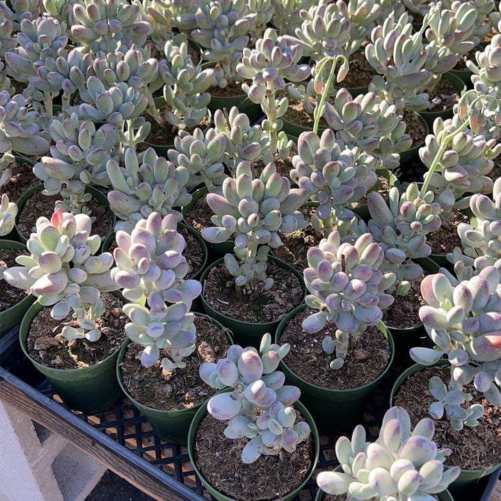 cotyledon-orbiculata-cv