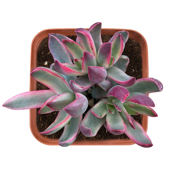 crassula-rubricaulis-candy-cane