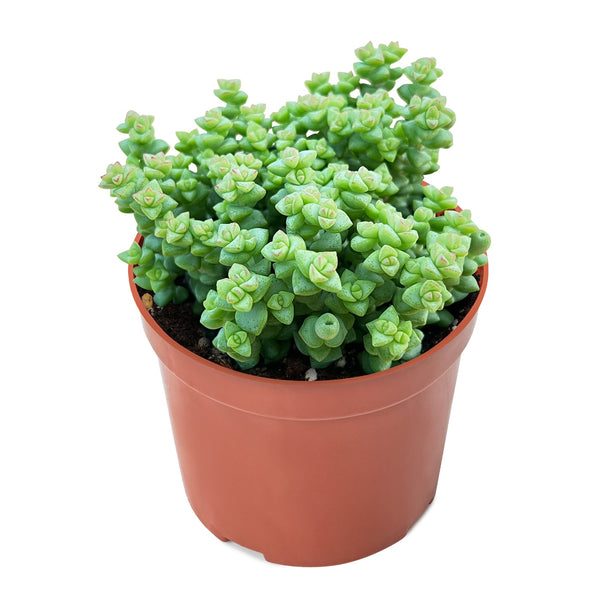 Crassula 'Tom Thumb' (4 inch)