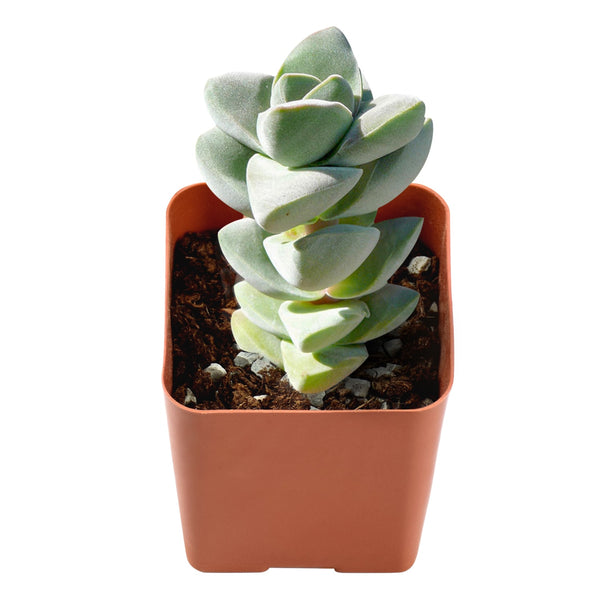 crassula-moonglow-small-succulent-plants