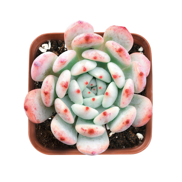 Echeveria 'Biante'