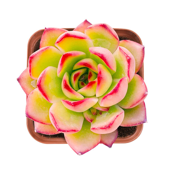 Echeveria 'Puli-lindsayana'