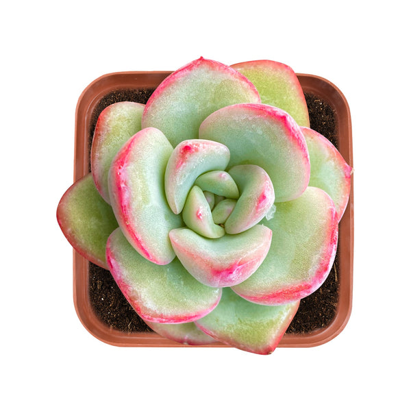 Echeveria Sensation