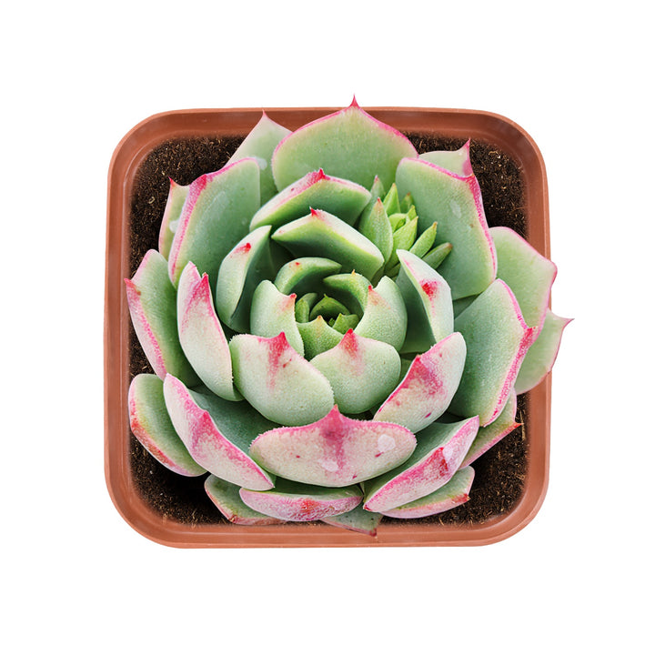 Echeveria 'Ramillette'