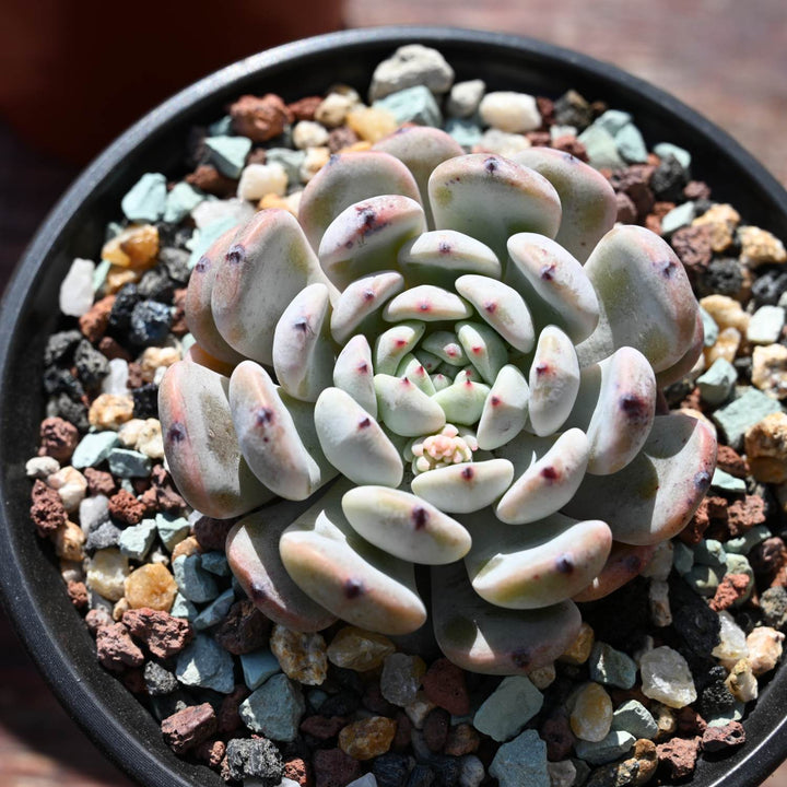 Echeveria 'Biante' (4 inch)