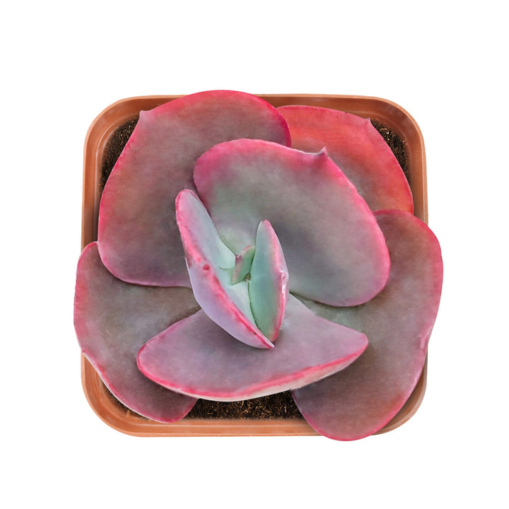 Echeveria Big Red