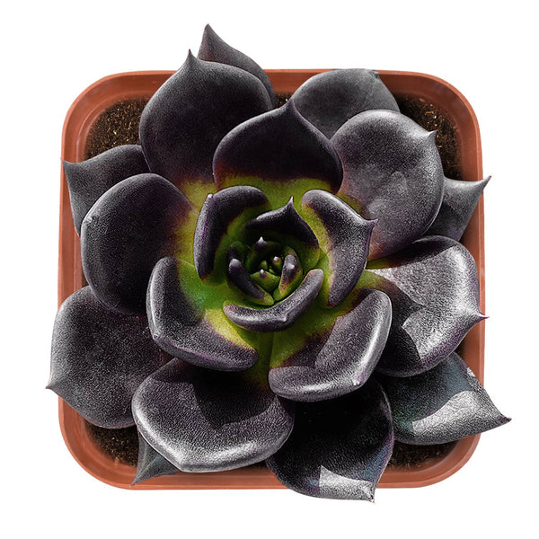 Echeveria 'Black Prince'