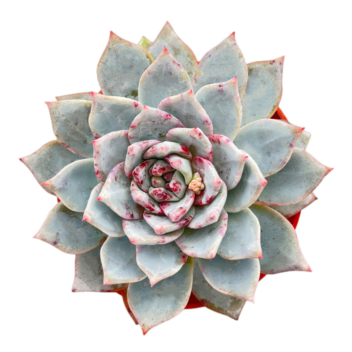 Echeveria 'Blue Bird' (4 inch)