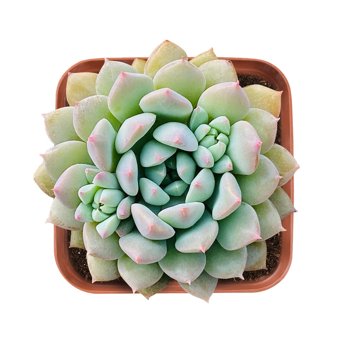 echeveria-chrissy-n-ryan