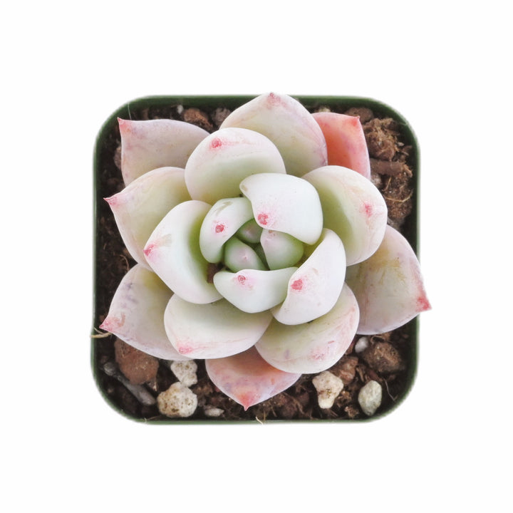 Echeveria Colorata var. Brandtii