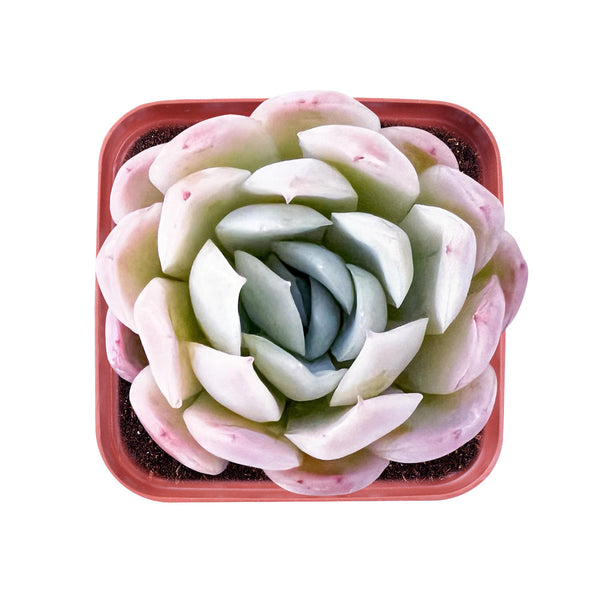 Echeveria 'Cream Berry'