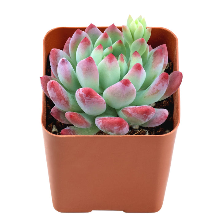 echeveria-cv-blue-apple-for-sale