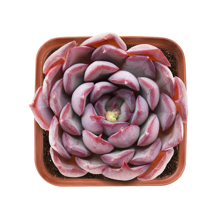 Echeveria 'Dark Ice'