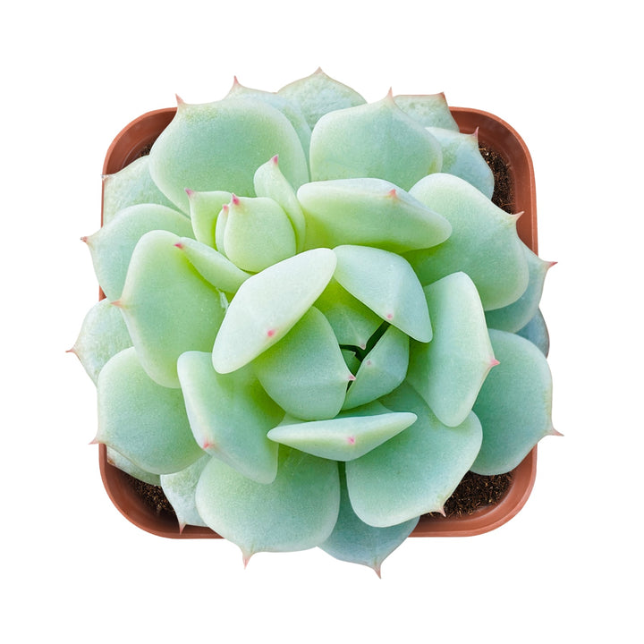 echeveria-derenbergii-hybrid