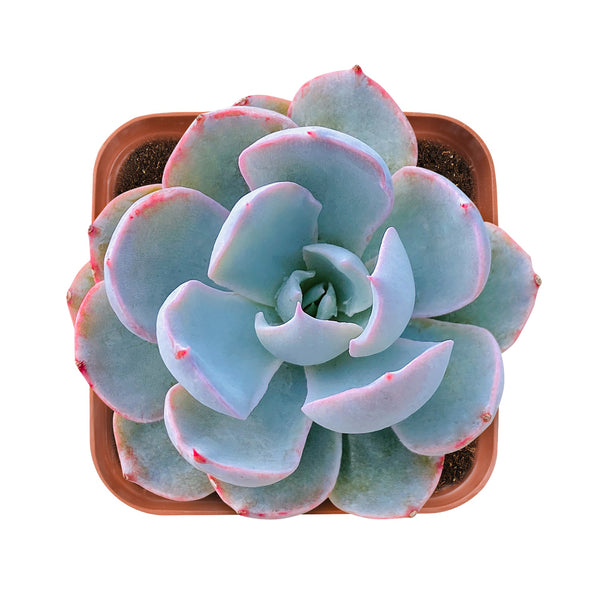 Echeveria Desmetiana de Smelt