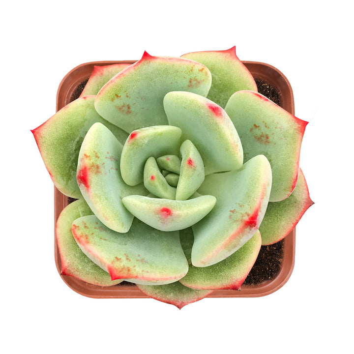 Echeveria 'Lala' 