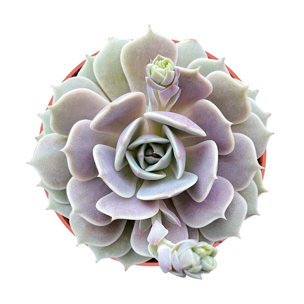 Echeveria 'Lola' (4 inch)