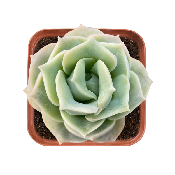 echeveria-lovely-rose