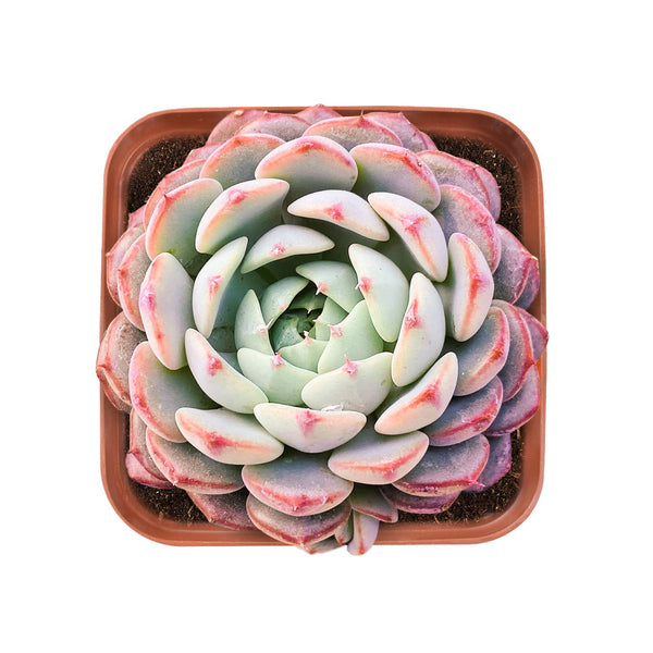 Echeveria Minima