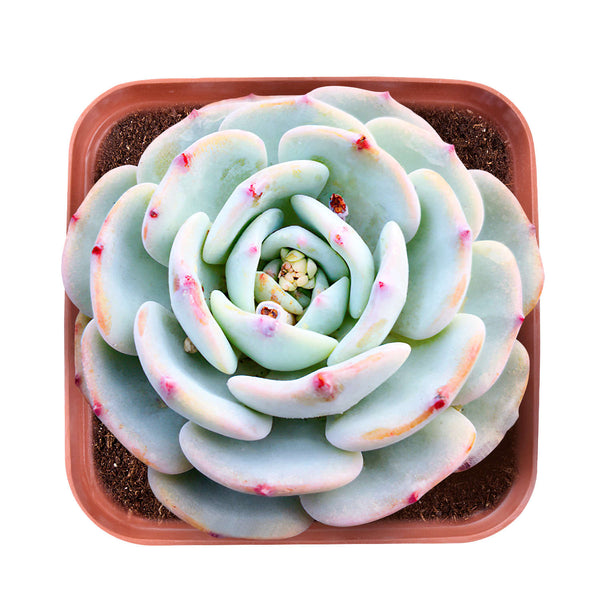 Echeveria 'Mont Blanc'