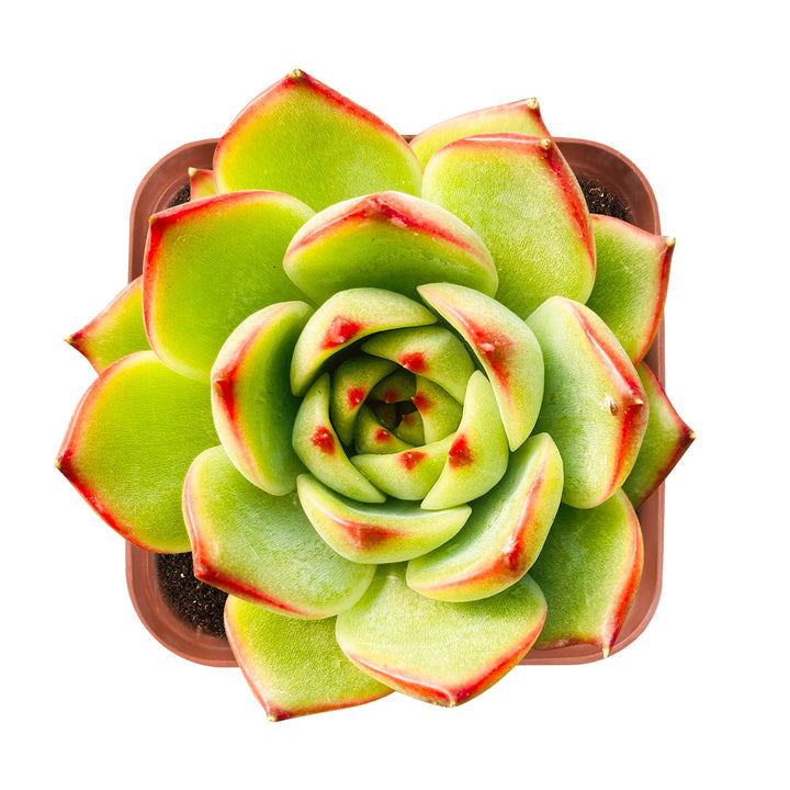 Echeveria 'Moon Stone'