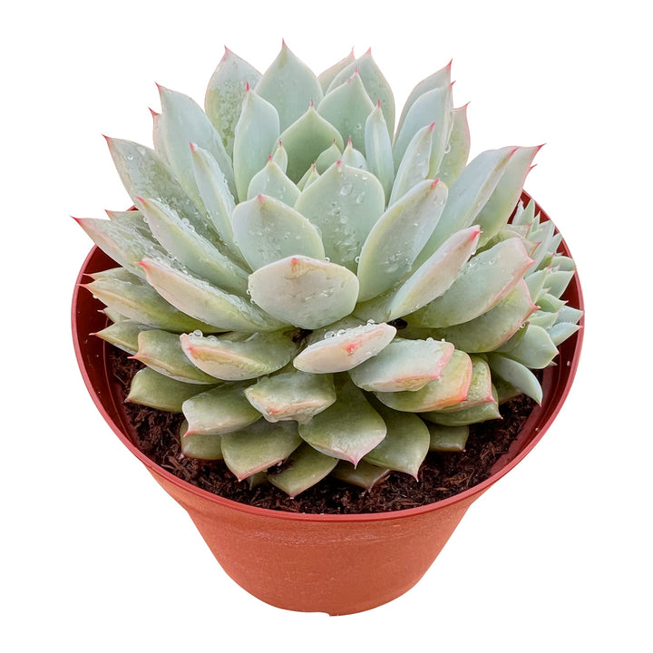 Echeveria 'Prism' (6 inch)