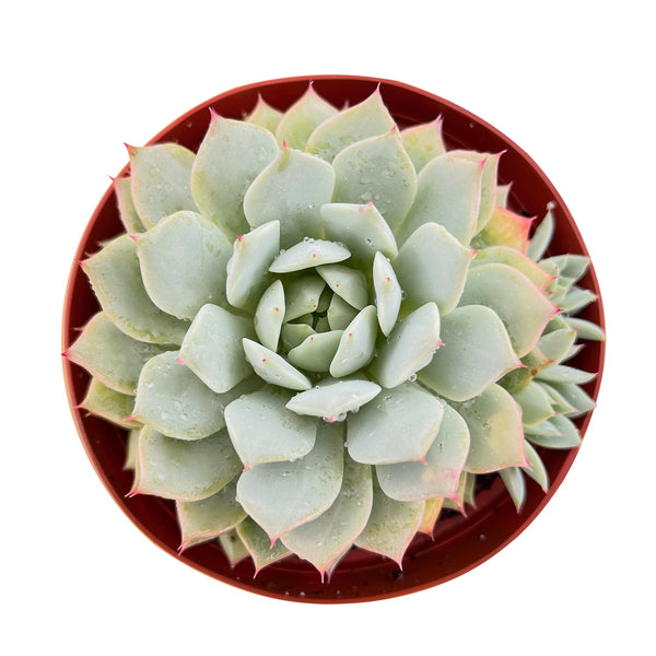 Echeveria 'Prism' (6 inch)