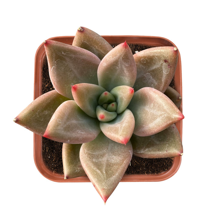 echeveria-psyche