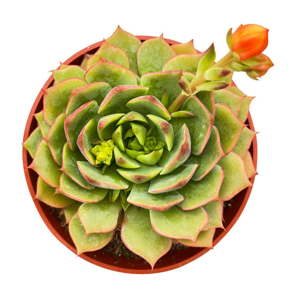 Echeveria 'Ramillette' (4 inch)