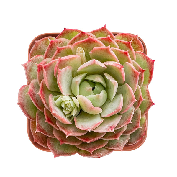 Echeveria 'Red Hole'