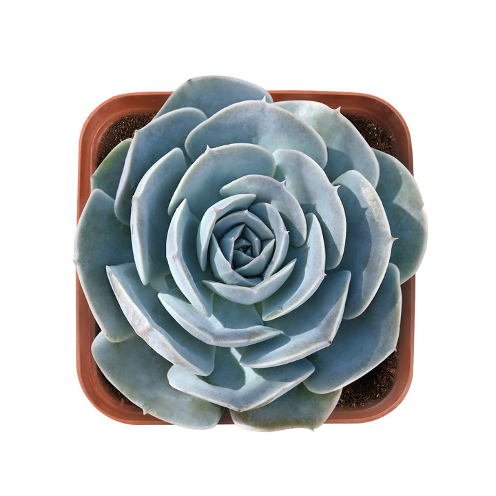 echeveria-runyonii-rose-ex-walther