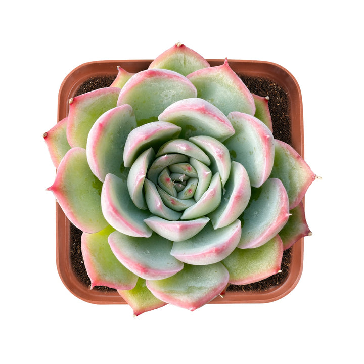 echeveria-silhouette