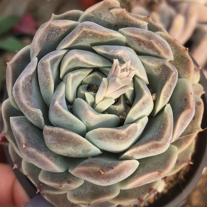    echeveria-sp-gilo