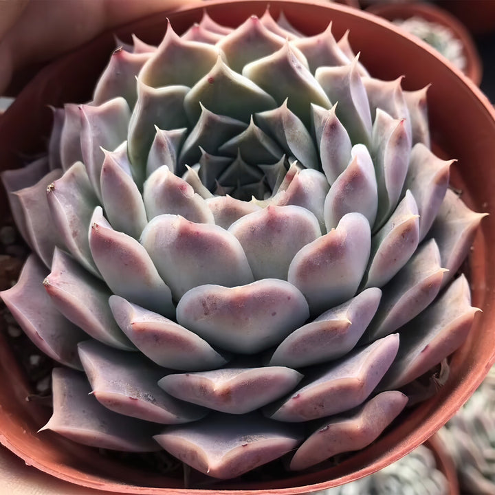    echeveria-sp-gilo