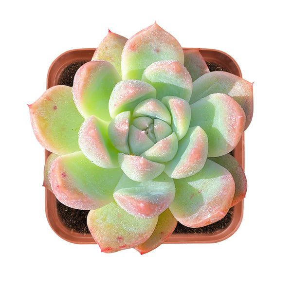 Echeveria 'Suryeon'