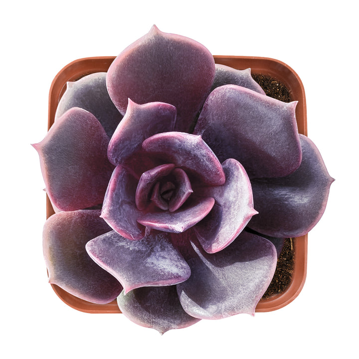 Echeveria The Next Gardener Red Robe