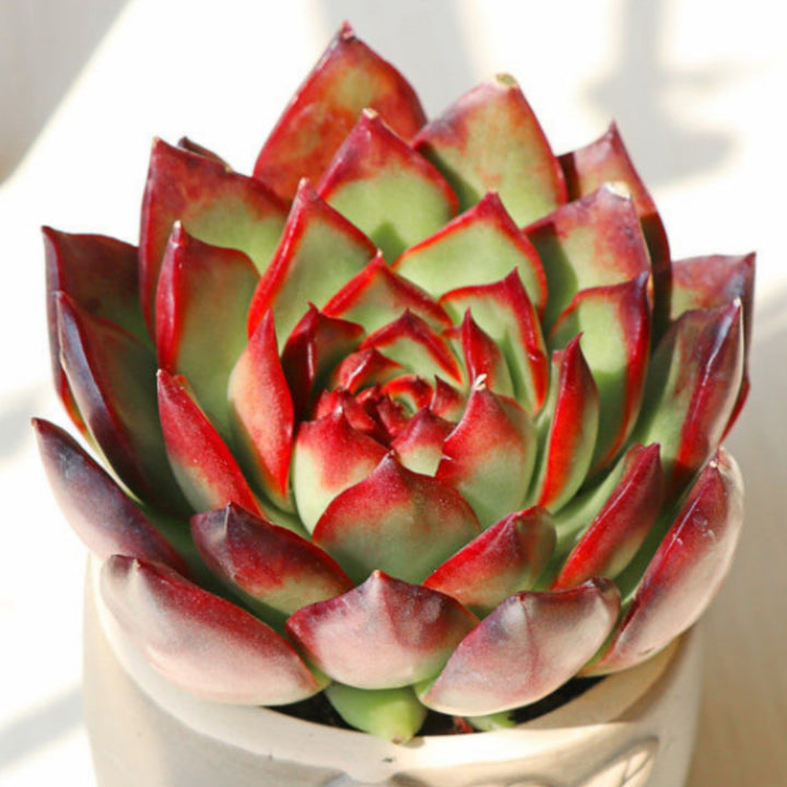 Echeveria Agavoides Wild Horse