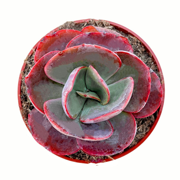 Echeveria Big Red (4 inch)