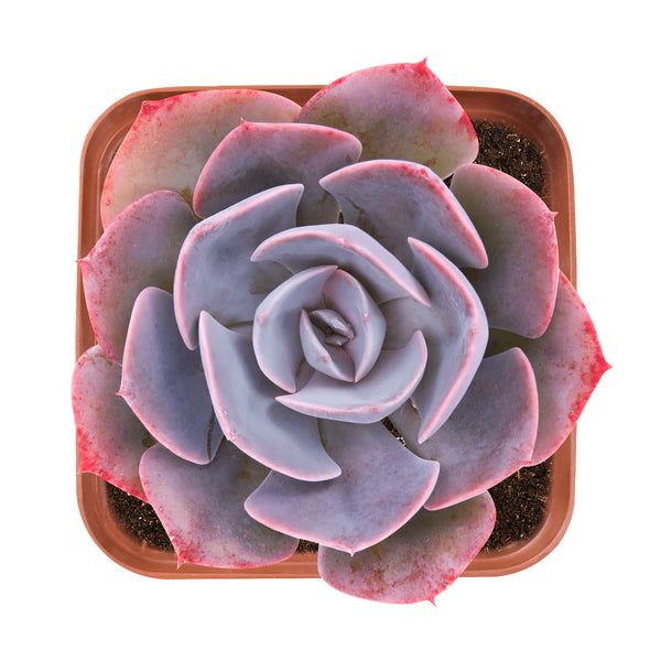 Echeveria Dusty Rose