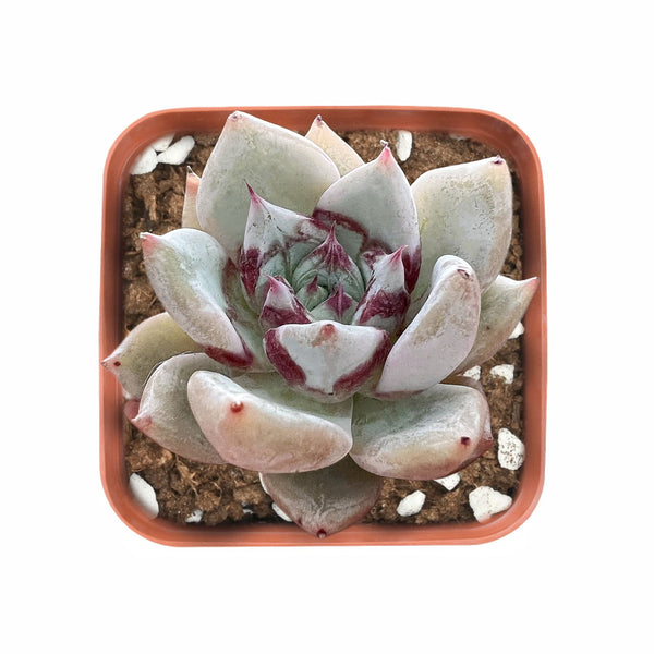 Echeveria Fuwa