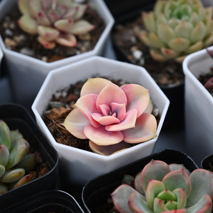 pink-echeveria-rainbow-succulents