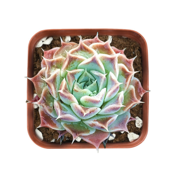 Echeveria sp. 'Gilo'