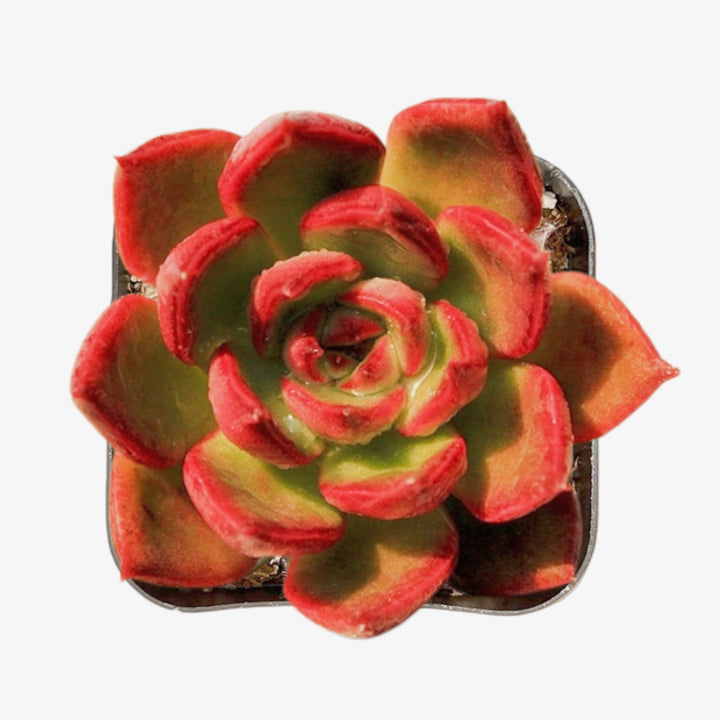 Echeveria Agavoides Wild Horse