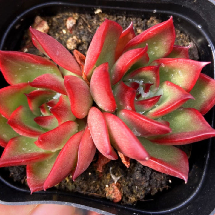 Echeveria Agavoides Wild Horse