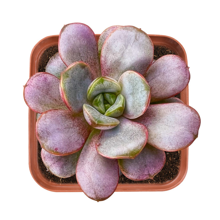 graptoveria-amethorum