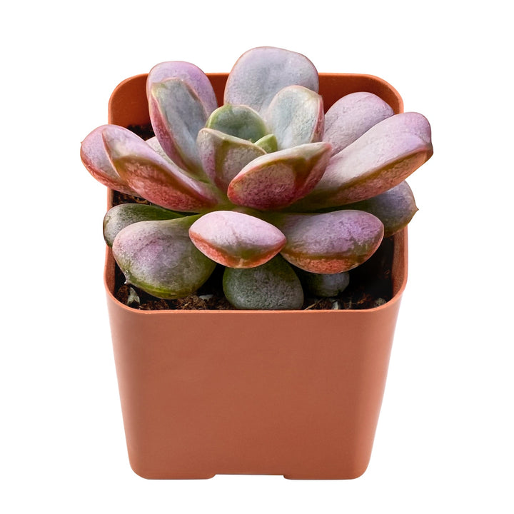 graptoveria-amethorum