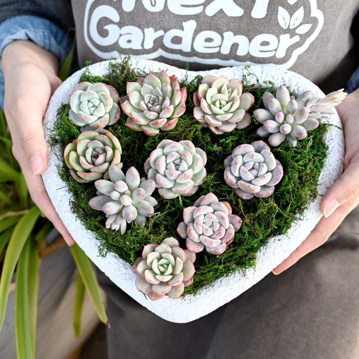 Hands holding a love pot with a succulent plug inside