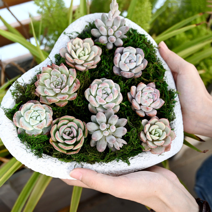 A heart shaped scculent arrangment made of 10 succulent plugs