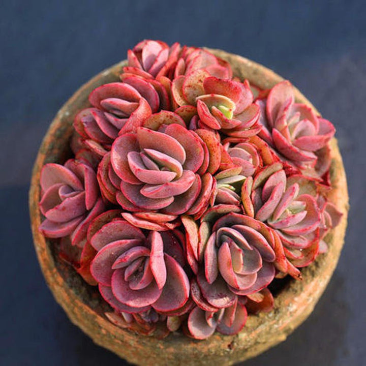 compact-echeveria-suyon